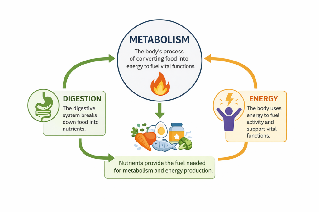 Ikaria Lean Belly Juice Review: Metabolism Efficiency