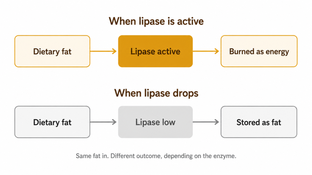 Resurge vs HoneyBurn — how lipase converts fat to energy and what happens when it drops