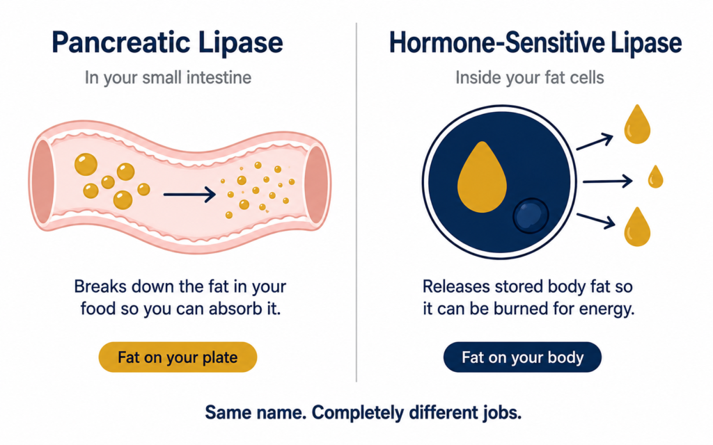 Pancreatic lipase vs hormone-sensitive lipase — why digestive enzymes for weight loss don't burn stored fat